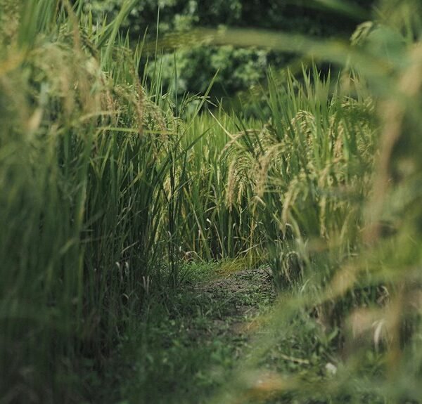 global growth sector forecasts