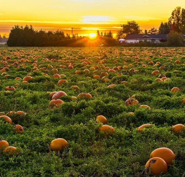 sector analytics competitive landscape