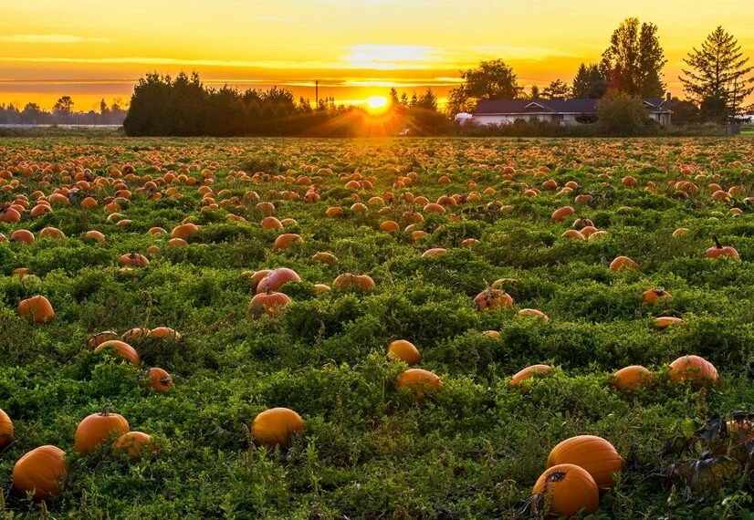 Competitive Landscape and Sector Analytics: 914959398, 737228990, 662449256, 120426288, 621186430, 900122333