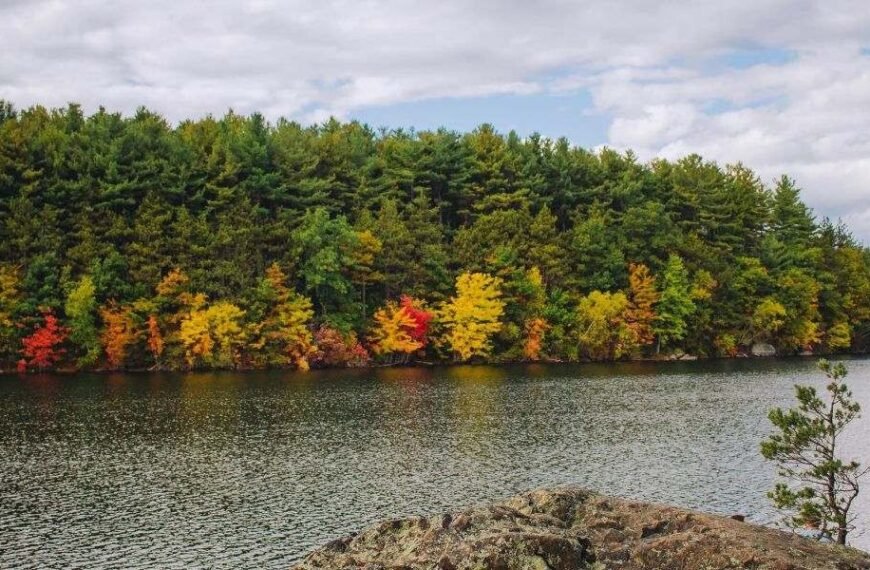 NAEGELI Deposition & Trial