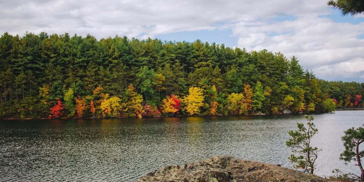 NAEGELI Deposition & Trial